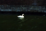 Во рвах вокруг замка плавают лебеди.