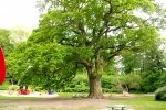В парке у замка Эгесков много очень старых деревьев, как