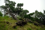 На Фарерских островах очень сильные ветры. Иногда посадки деревьев не выдерживают его напора.